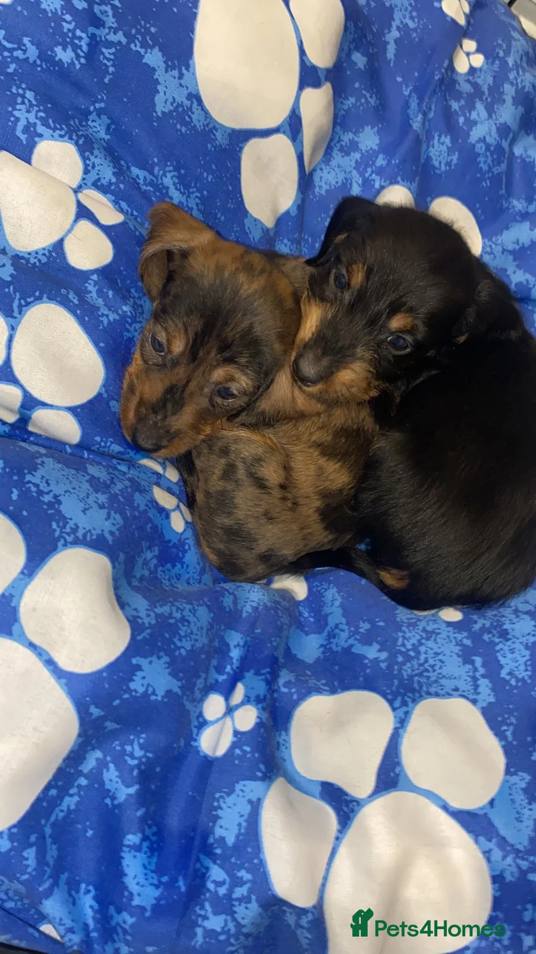 Miniature Dachshund dogs for sale: Beautiful Teckle puppies (Wire Hair Dachshunds) - Advert 13