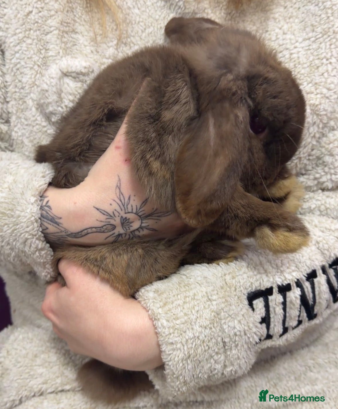 Mini Lop rabbits Mini Lop girl for sale  - Advert 1