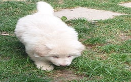 German Shepherd dogs for sale: German Shepherd pups ready end of August  - Image 8