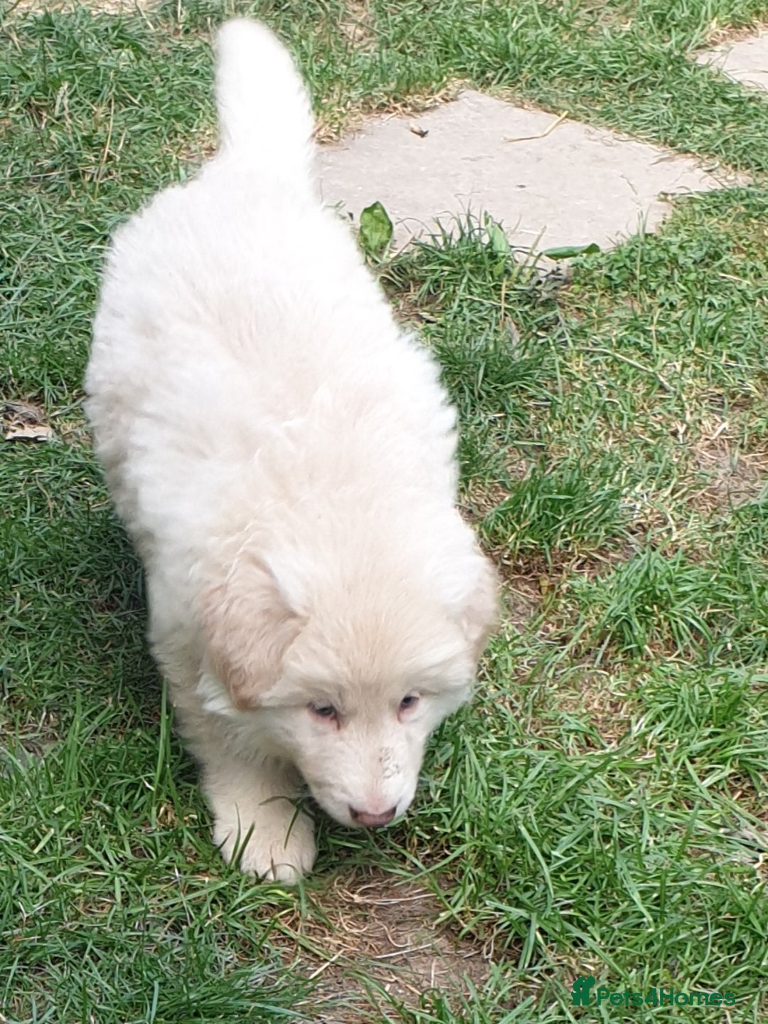 German Shepherd dogs for sale: German Shepherd pups ready end of August  - Image 8