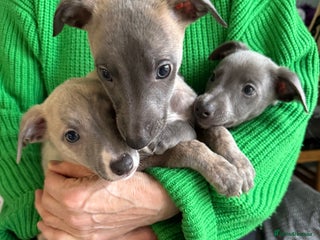 Whippet dogs Kennel club whippet puppies, 4 boys available - Advert 5