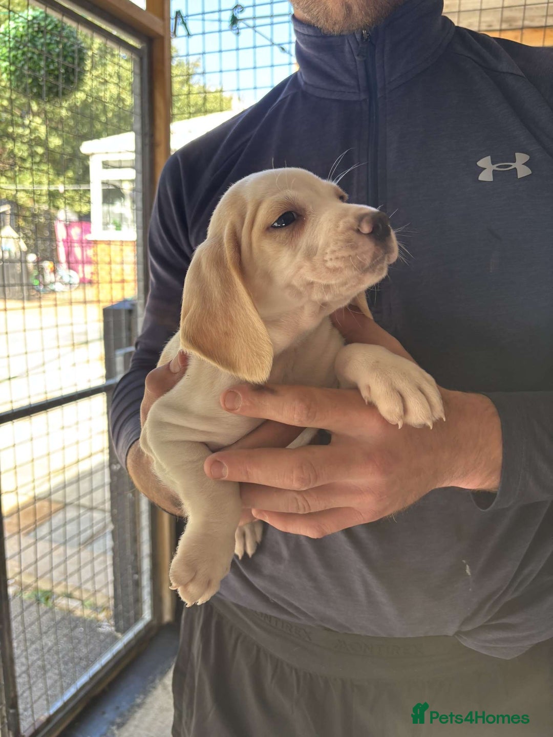 Beagle dogs for sale: 7 wonderful cocker spaniel x beagle❤️🏡 - Image 18