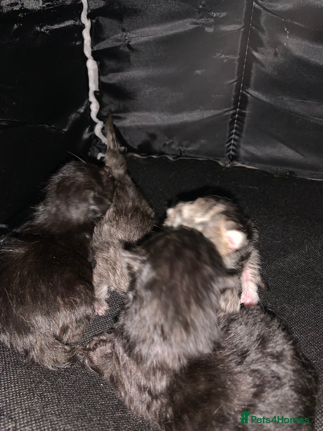 Maine Coon cats for sale: Maine coon cuties  - Image 6