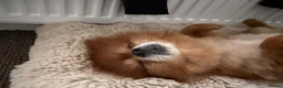 Pomeranian dogs for sale: 8 year old Pomeranian boy  in Doncaster - Advert 4