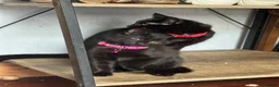 Mixed Breed cats for sale: Russian Black girl in Nottingham - Advert 7