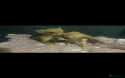 Chihuahua dogs for sale: Chihuahua pups  - Image 9