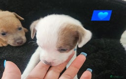 Jack Russell dogs for sale: Jack russell puppy's  - Image 8