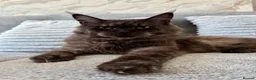 Maine Coon cats for sale: 🐾Beautiful Black Smoke Maine Coon Girl 🐾 - Advert 15
