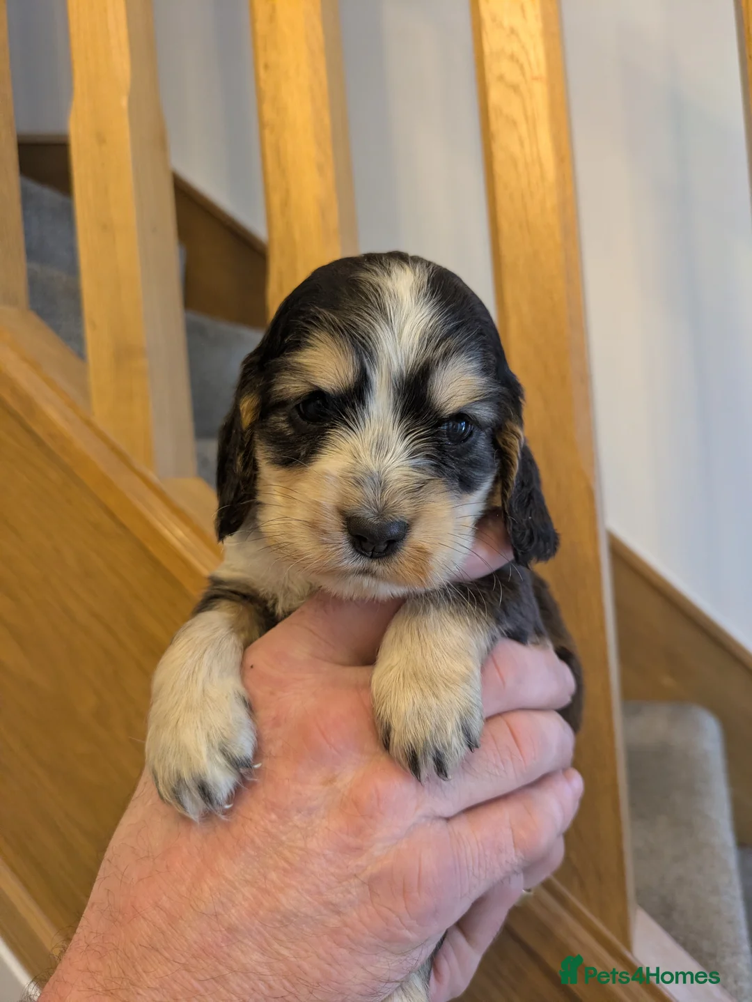 Cocker Spaniel dogs for sale: Stunning KC show cocker puppies PRA FN tested - Advert 2