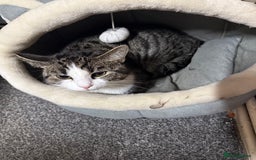 Bengal cats for sale: 9 month Male Bengal x  - Image 2