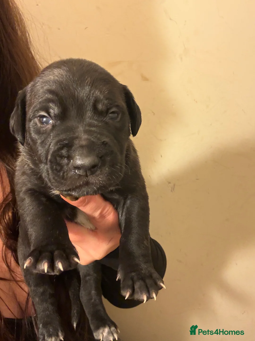 Mixed Breed dogs for sale: Bull lurcher cross puppies - Advert 4