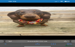 Miniature Dachshund dogs for sale: Miniature dachshund girl 3 years old  - Advert 4