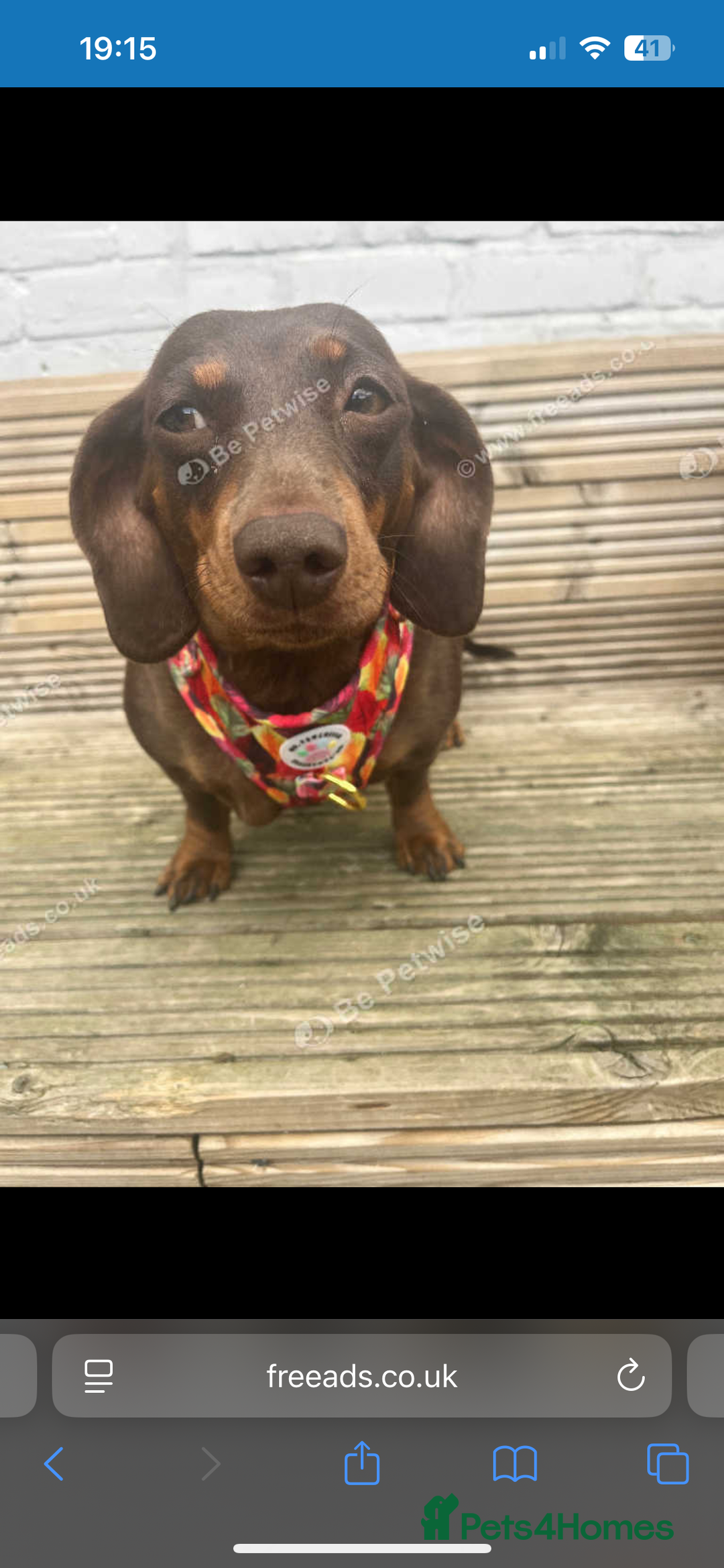 Miniature Dachshund dogs for sale: Miniature dachshund girl 3 years old  - Advert 4