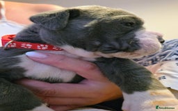 Olde English Bulldogge dogs for sale: Olde English Bulldog Puppies NEBBR Derby - Image 3