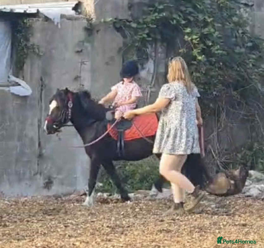 Welsh Section A horses for sale: Super child’s pony  - Image 22