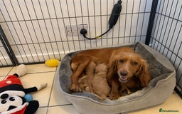 Cockapoo dogs for sale: Cockapoo puppy’s ready Wednesday  - Image 21