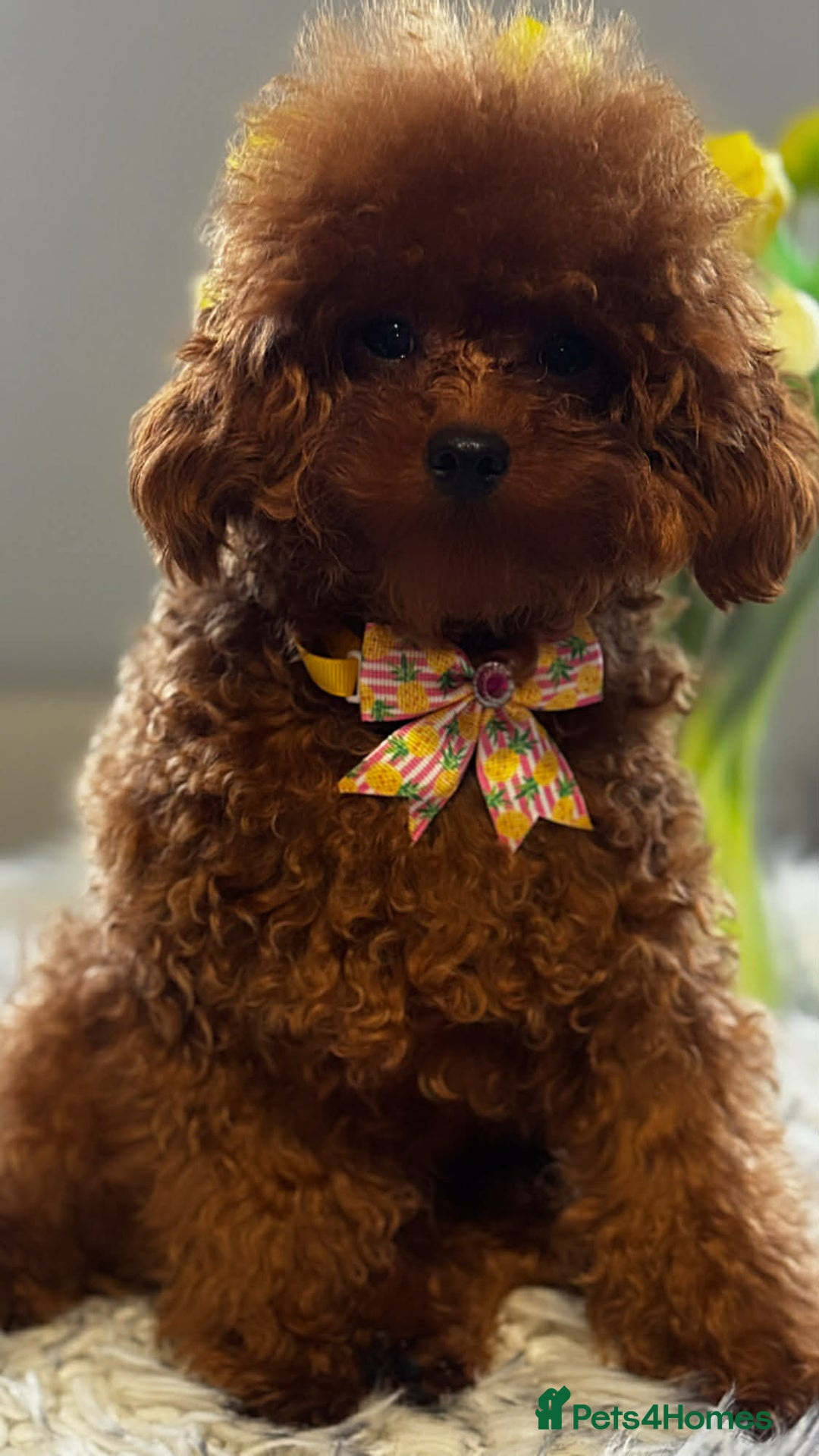 Toy Poodle dogs for sale: Asian Toy Poodle - Advert 2