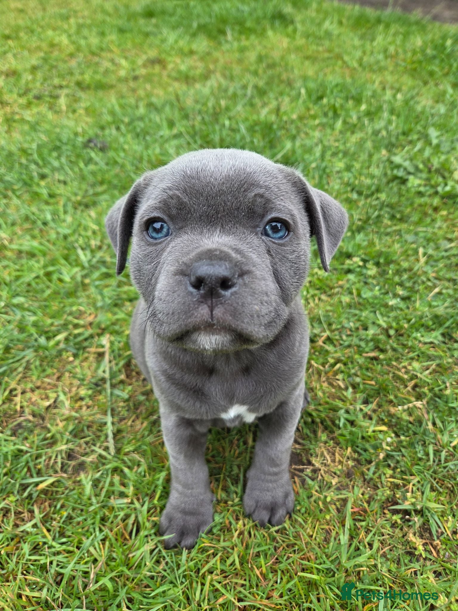 Staffordshire Bull Terrier dogs Beautiful Blue Staffy Girl – Last Puppy Available - Advert 5