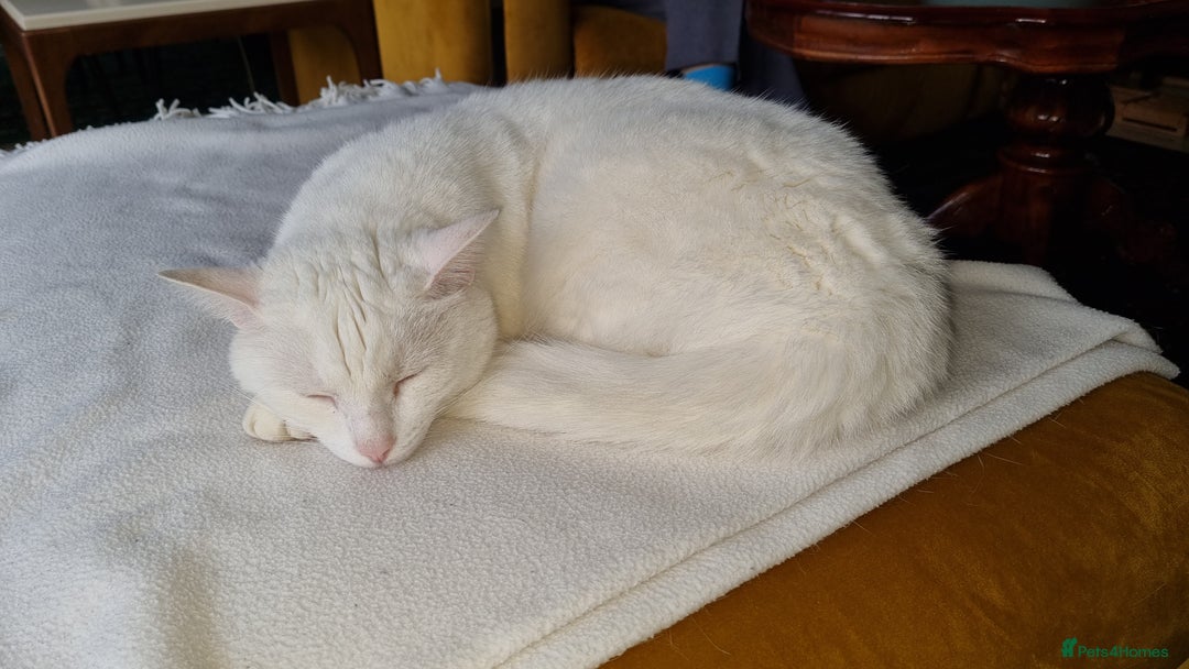 Mixed Breed cats for sale: 4year old white male cat - Advert 5