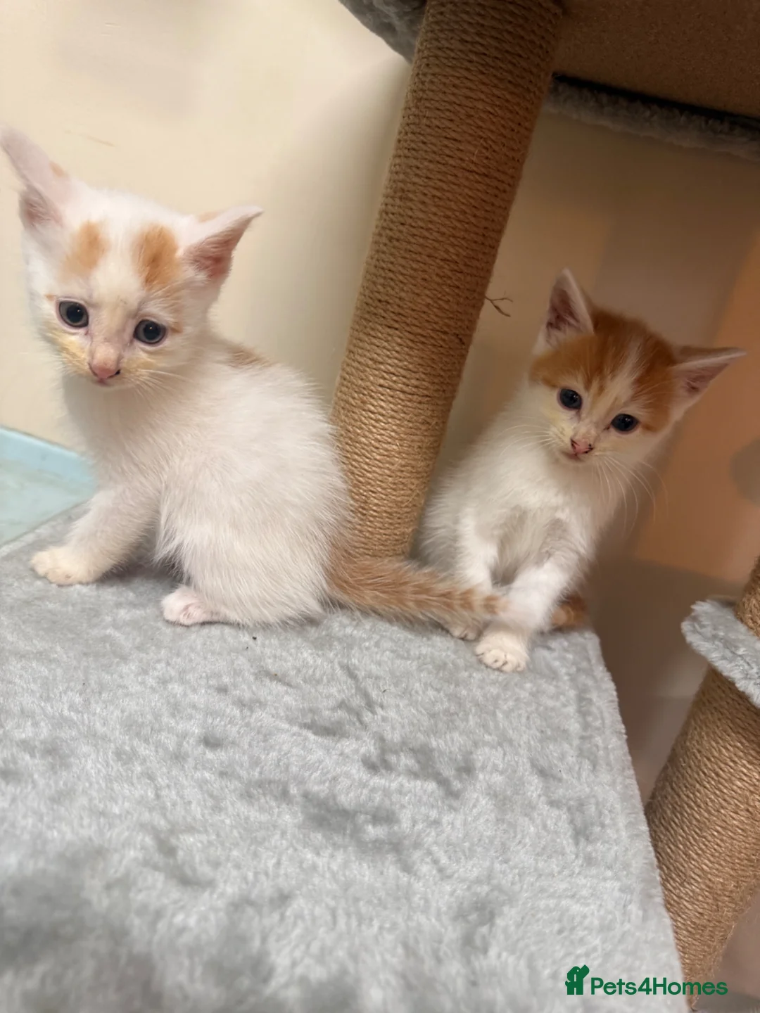 Mixed Breed cats for sale: 4 Gorgeous Kittens - Advert 2