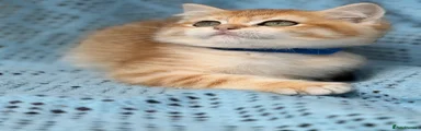 British Shorthair 4