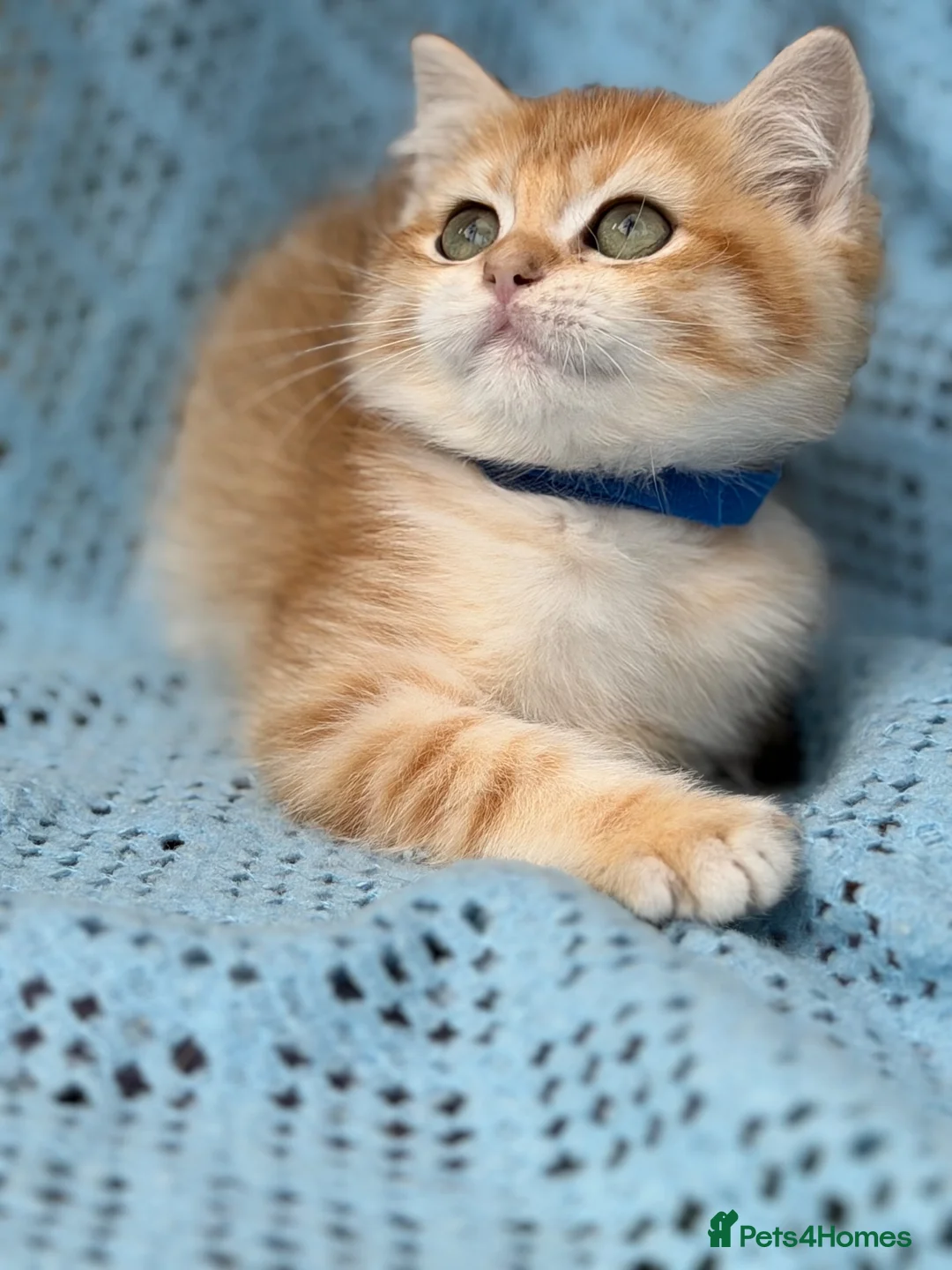 British Shorthair cats for sale: British Shorthair blue/odd eyed kittens  - Advert 39