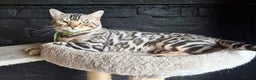 Bengal cats for stud: Silver Bengal Stud 🩶 in Luton - Advert 1