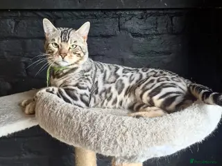 Bengal cats Silver Bengal STUD 🩶 in Luton - Advert 3
