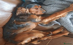 Cocker Spaniel dogs for sale: Beautiful cocker spaniel girl - Image 4