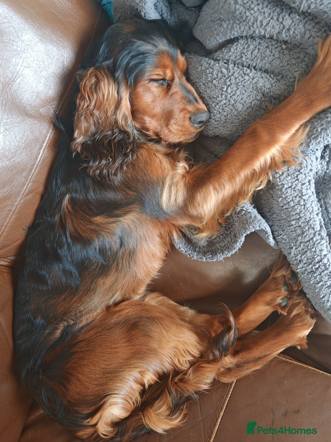 Cocker Spaniel dogs for sale: Beautiful cocker spaniel girl - Image 4
