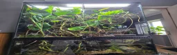 Frog reptiles for sale: 6 Red eyed tree frogs with paludarium set up  - Advert 4