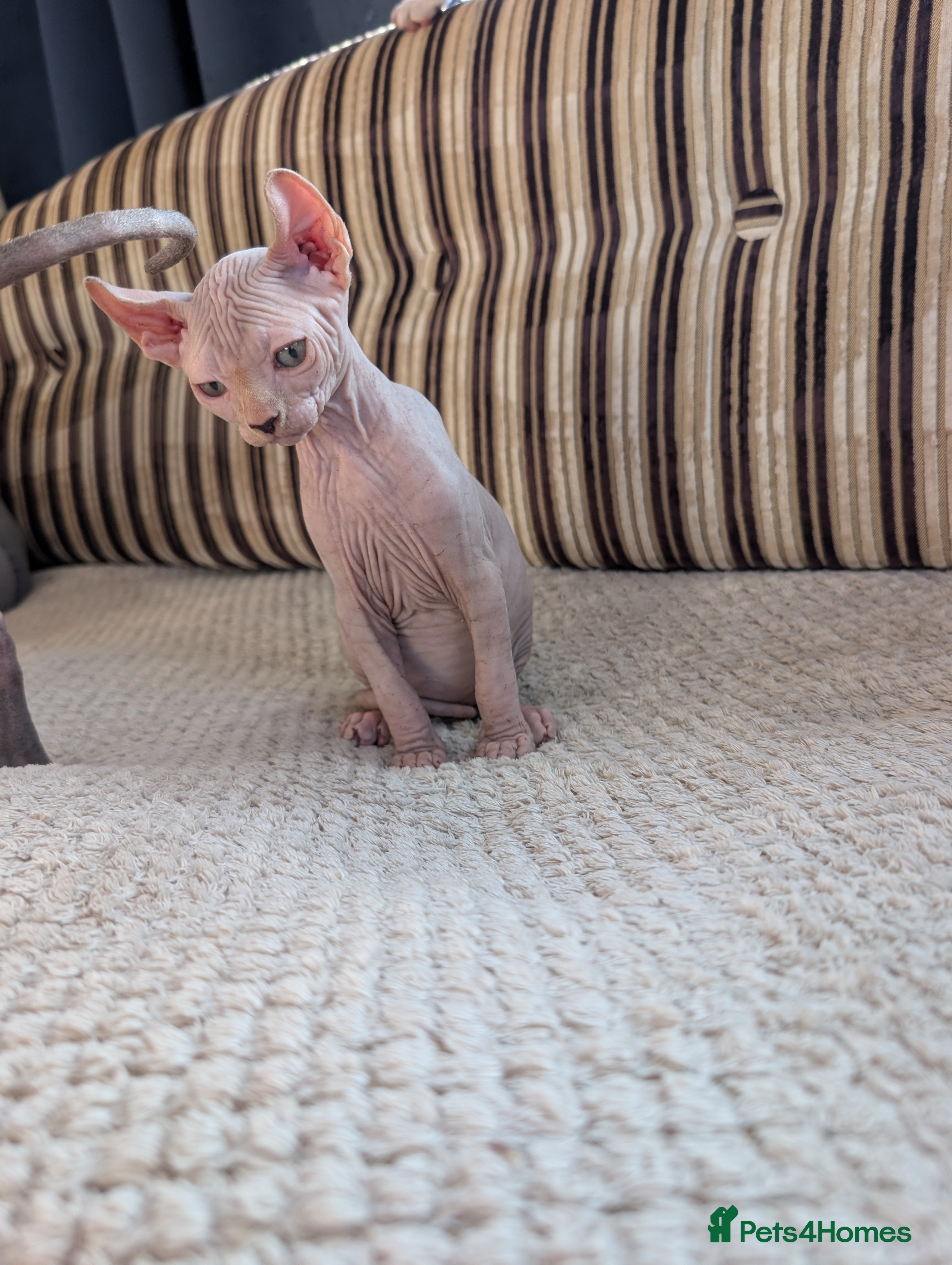 Sphynx cats Ready for a new home! - Advert 1