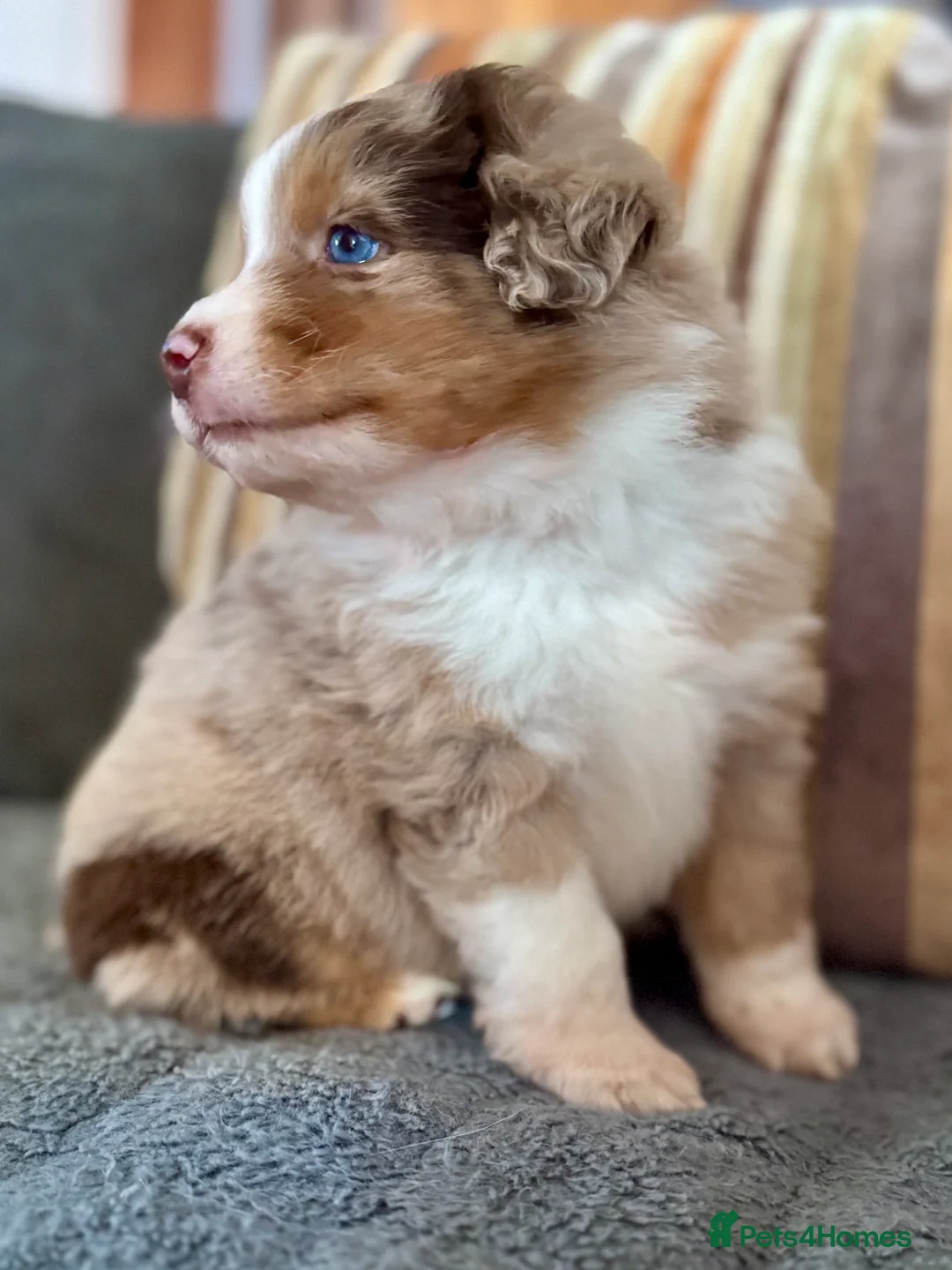 Miniature American Shepherd dogs for sale: Very exciting litter of Mini American puppies - Advert 1