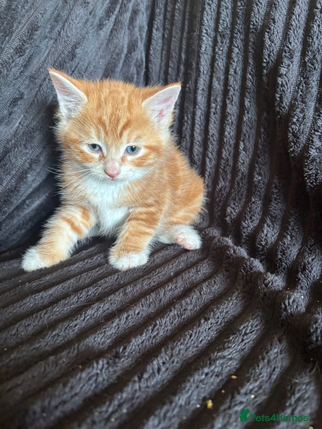 Mixed Breed cats for sale: Beautiful Tortoiseshell & ginger kittens  - Advert 29