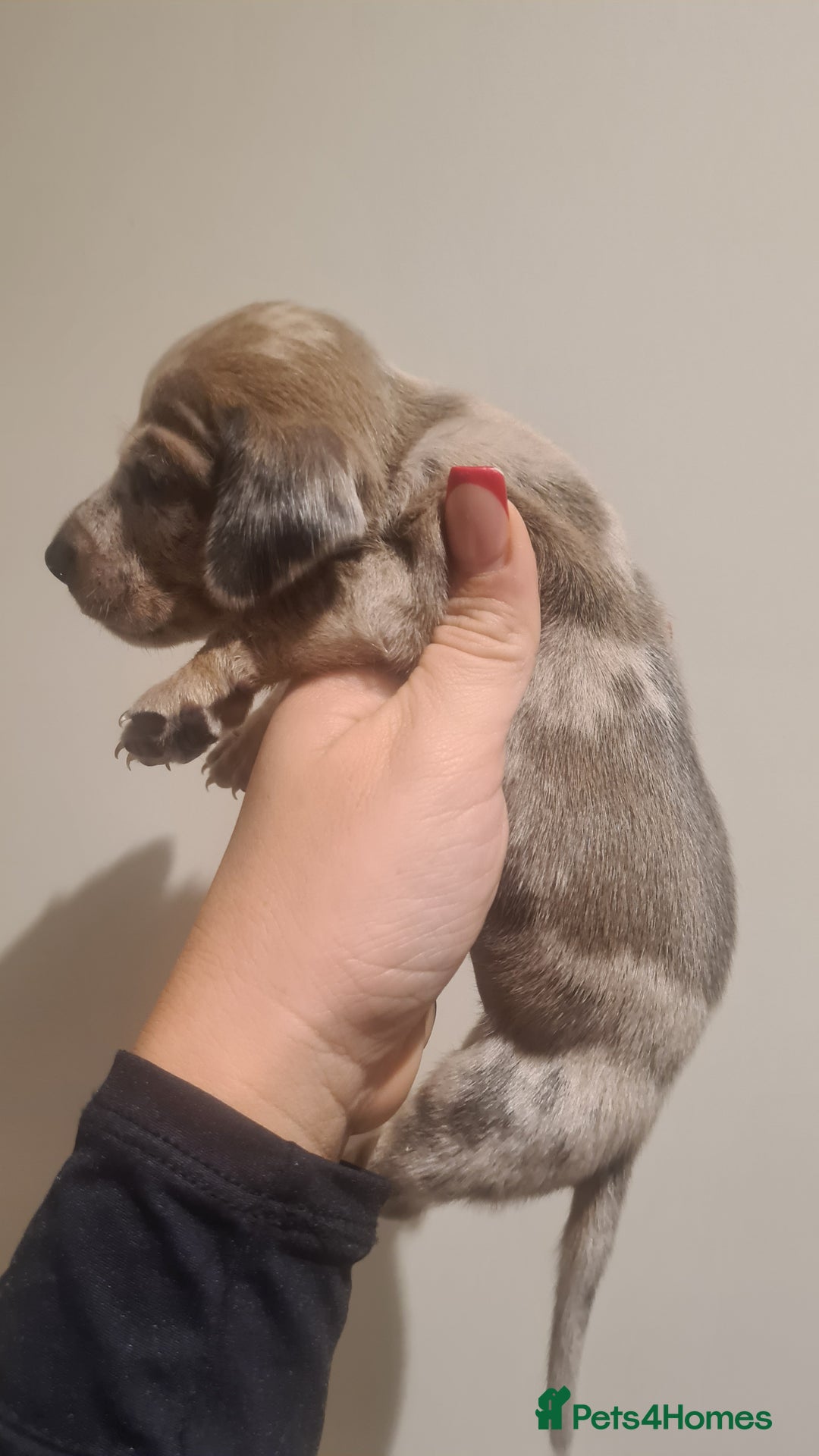 Miniature Dachshund dogs for sale: Beautiful bundle of boy mini daxies  - Advert 22