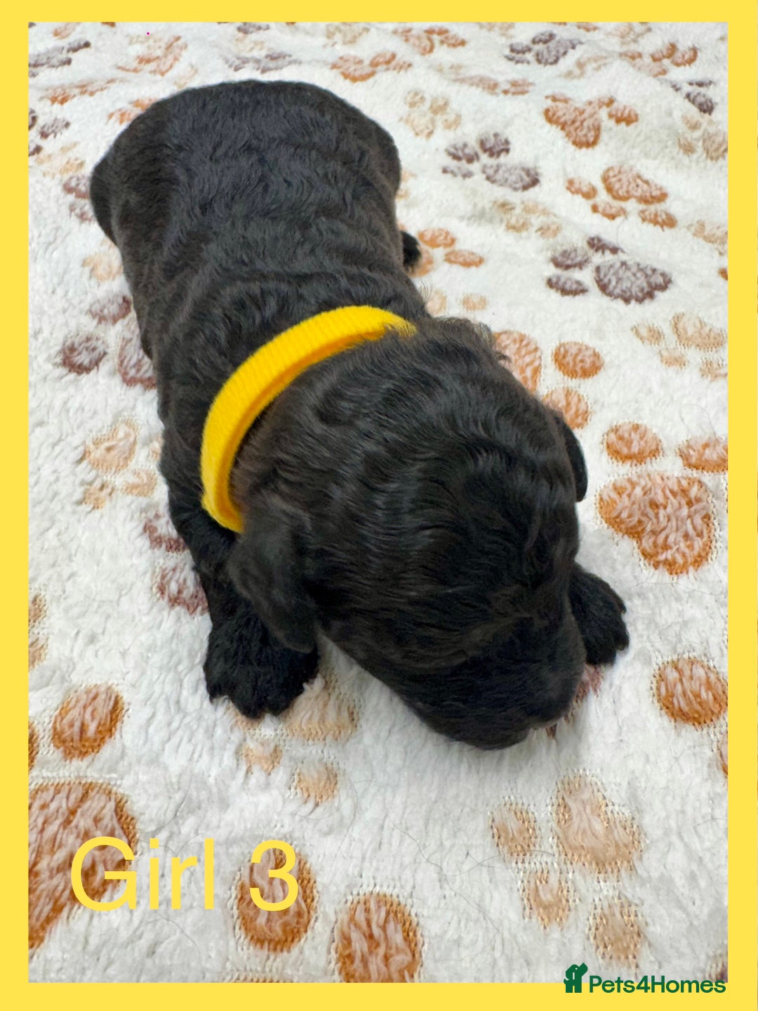 Cockapoo dogs for sale: Outstanding F1b Cockapoo Fully Health Tested  - Advert 14