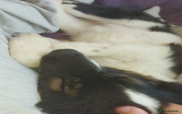 Mixed Breed dogs for adoption: Tilda  - Image 2