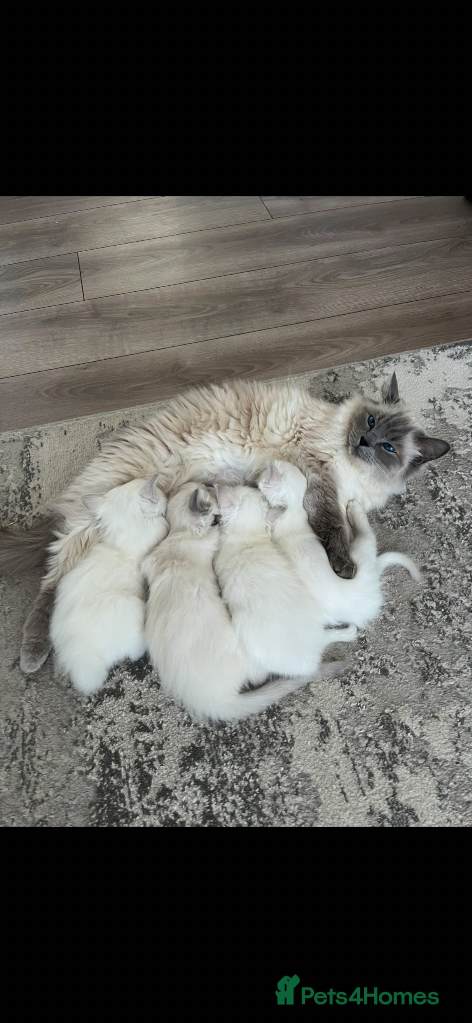 Ragdoll cats Bluepoint ragdoll crossed Lilac - Advert 2