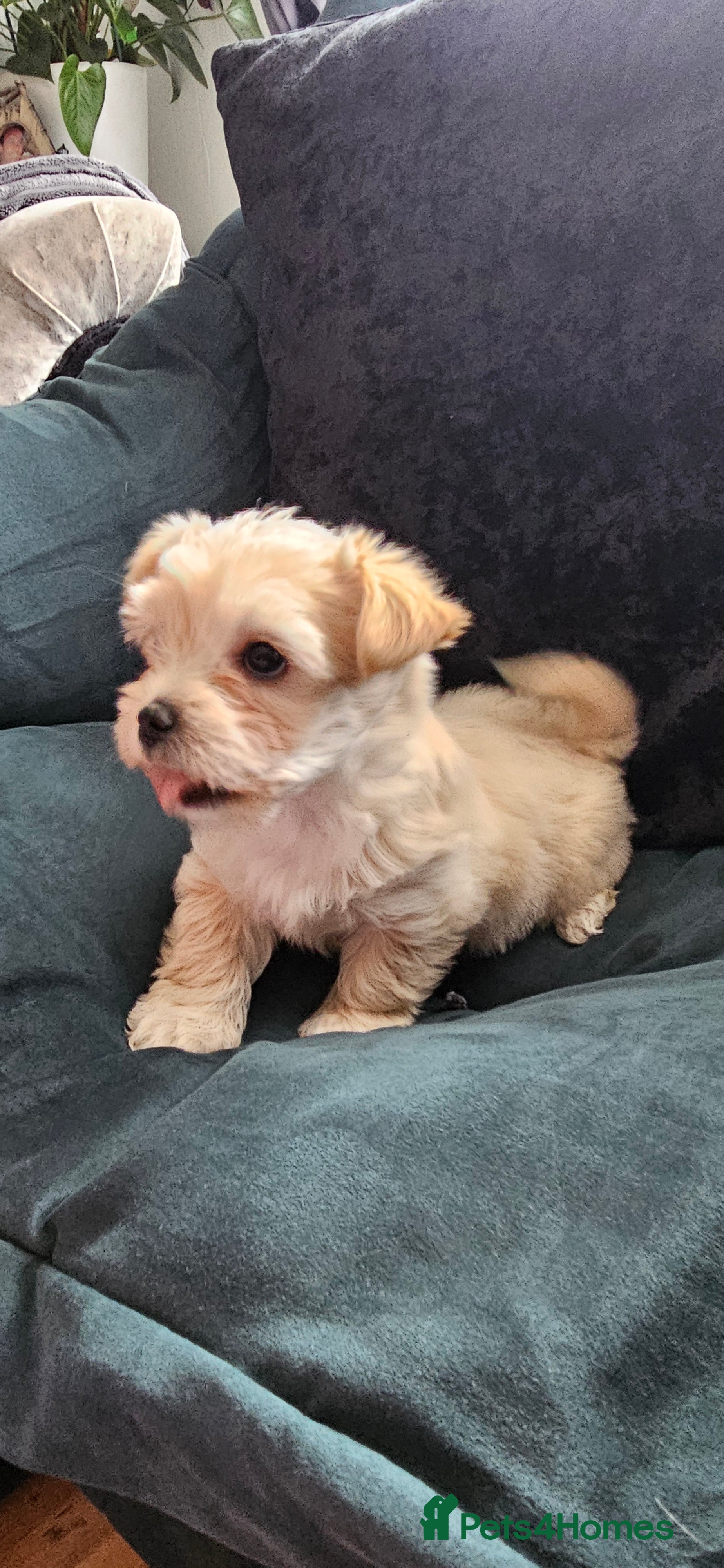 Morkie dogs Lovely pets - Advert 1
