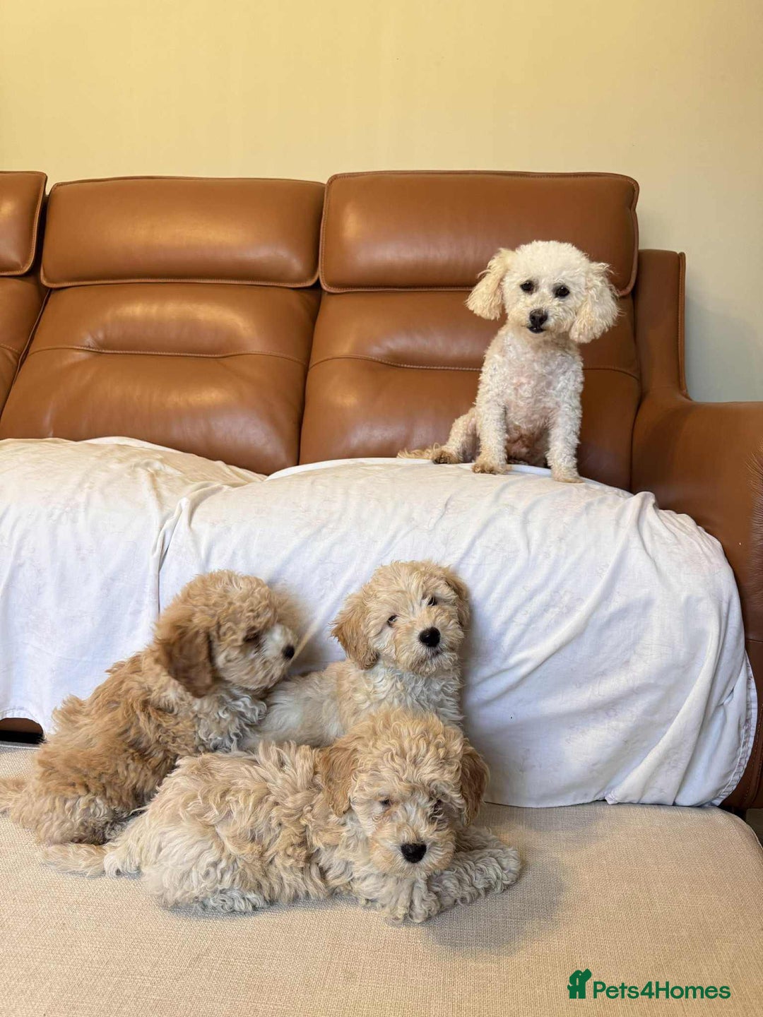 Poochon dogs for sale: Poochon puppies ready now  - Image 2