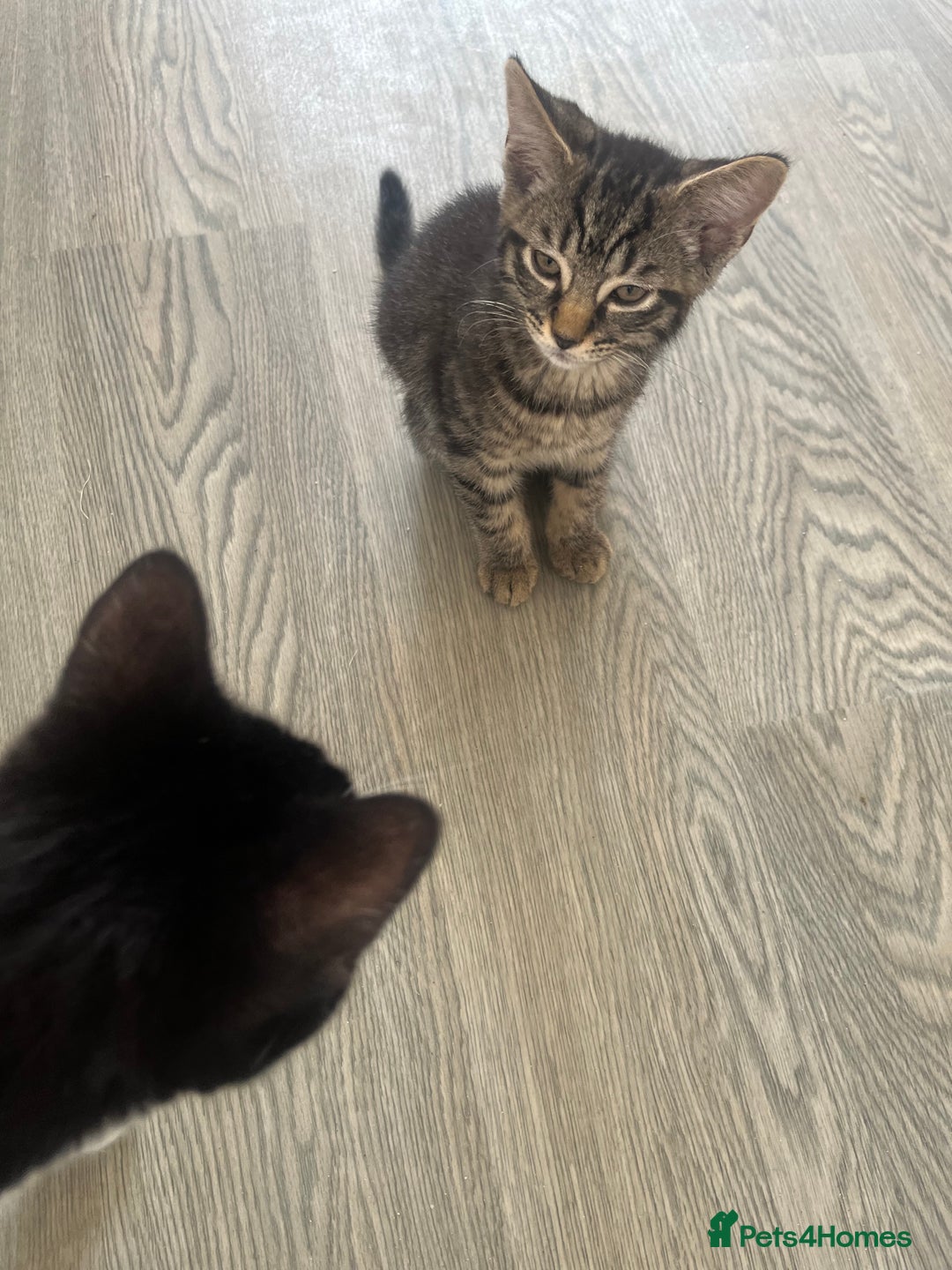 Mixed Breed cats for sale: Mixed breed adorable kittens in Waltham Cross - Image 12