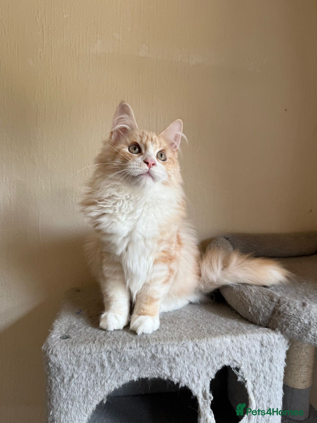 Maine Coon cats for sale: Stunning Maine coon kittens - Image 4