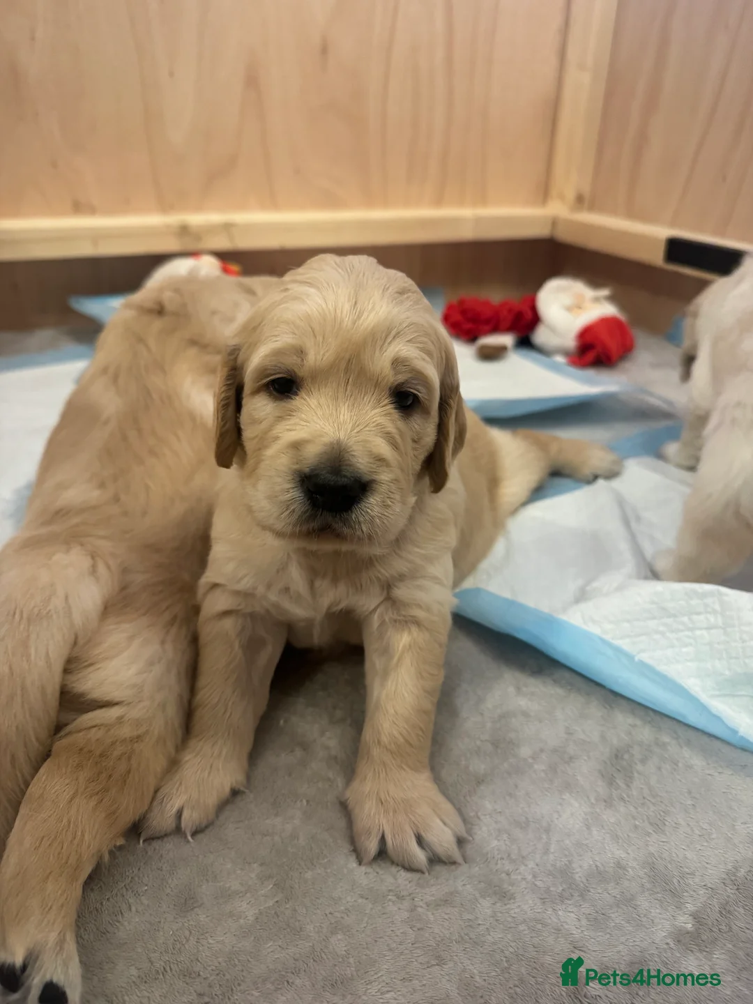 Golden Retriever dogs for sale: Beautiful KC registered Golden Retriever puppies - Advert 7