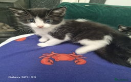 British Longhair cats for sale: Kittens - Image 4
