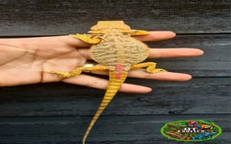 Bearded Dragon reptiles for sale: Bearded dragons for sale (Price reduced) - Image 6
