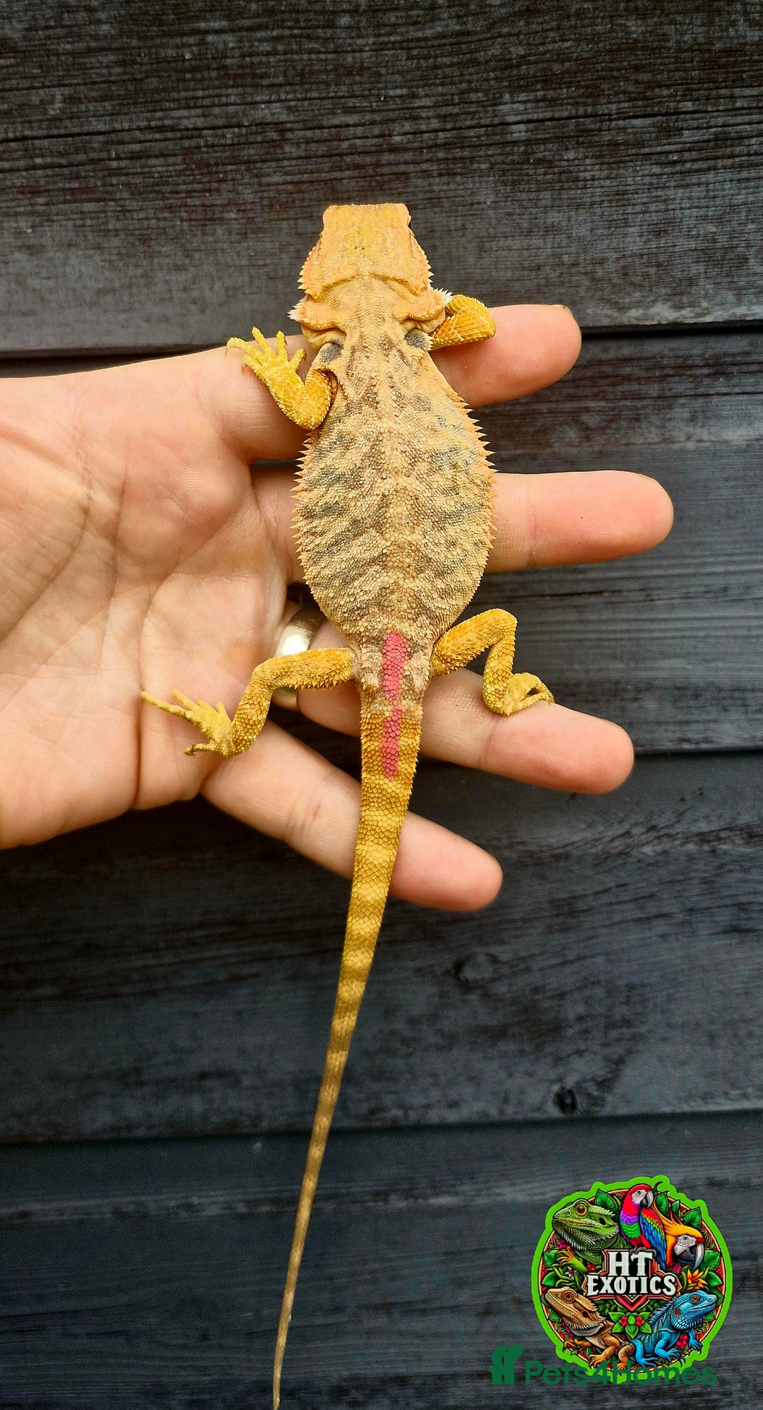 Bearded Dragon reptiles for sale: Bearded dragons for sale (Price reduced) - Image 6
