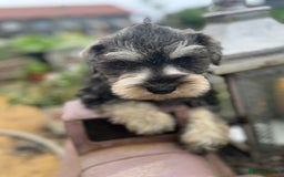 Miniature Schnauzer dogs for sale: Ready now top quality bundles of love - Image 1