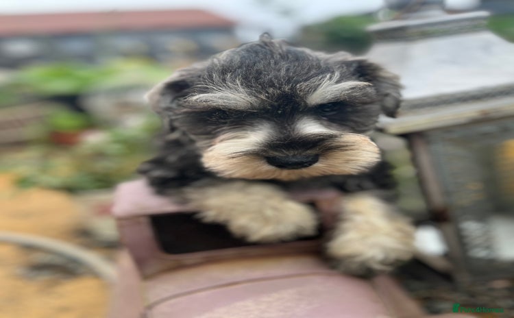 Miniature Schnauzer dogs - Advert 1