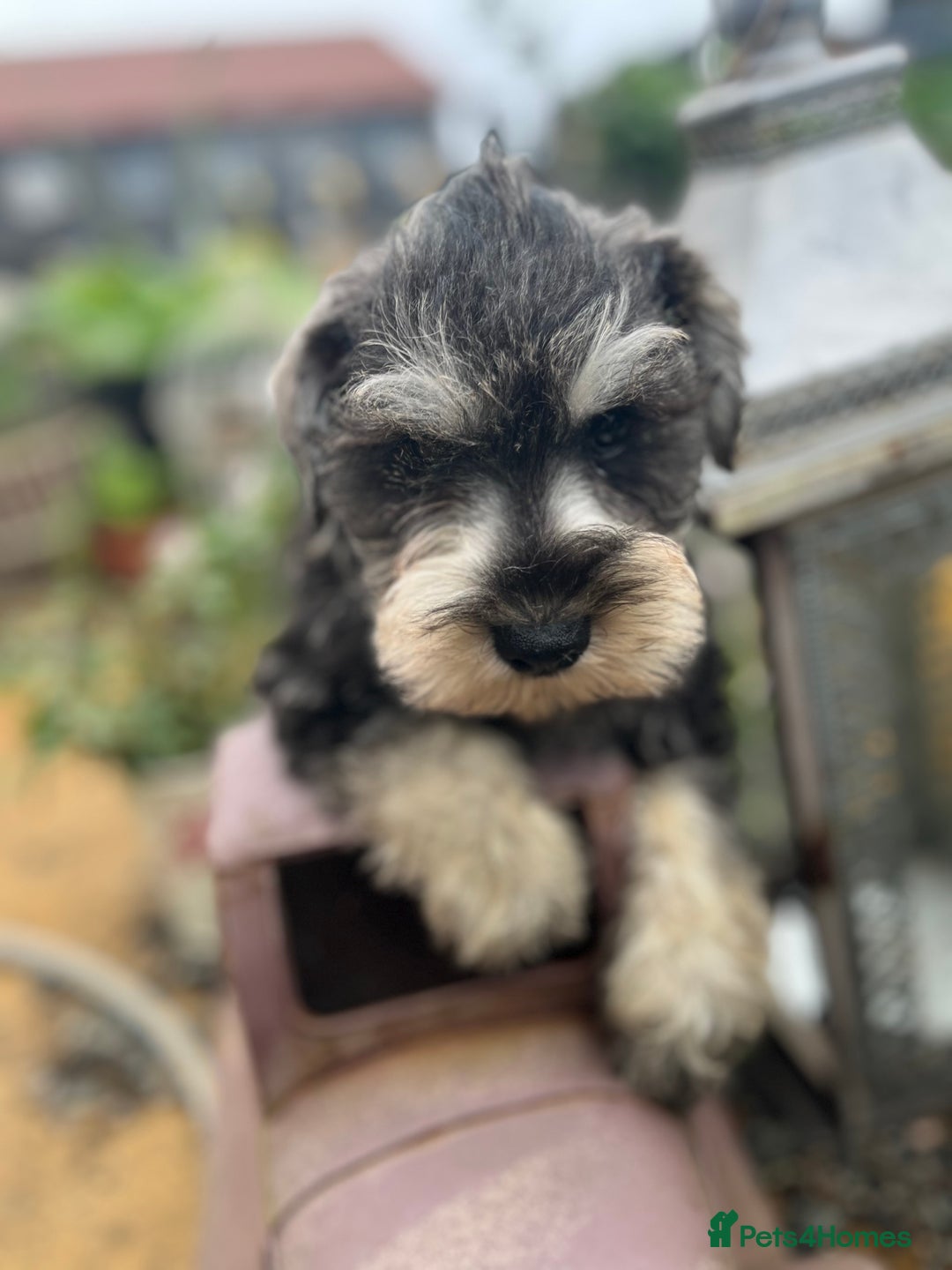 Miniature Schnauzer dogs for sale: Ready now top quality bundles of love - Image 1