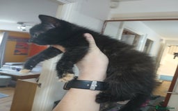 Mixed Breed cats for sale: 3 beautiful kittens - Image 2